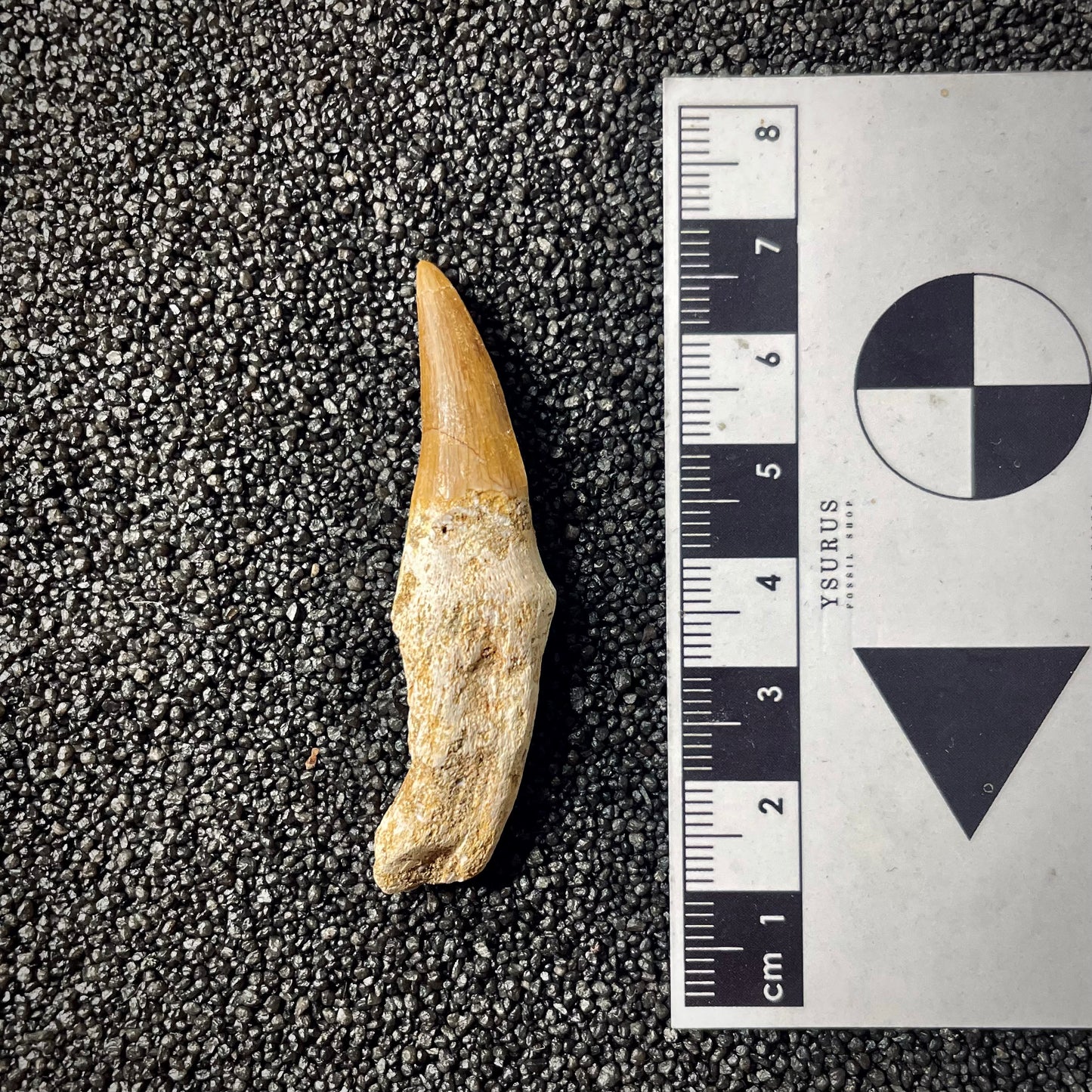F1990 | Mosasauro | Mosasauridae indet.