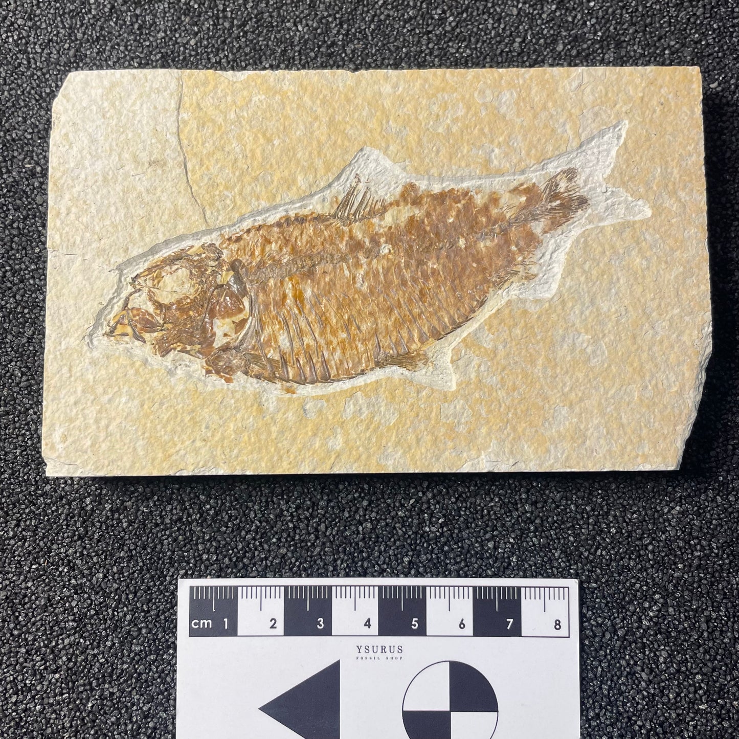 F2219 | Pesce | Knightia eocaena