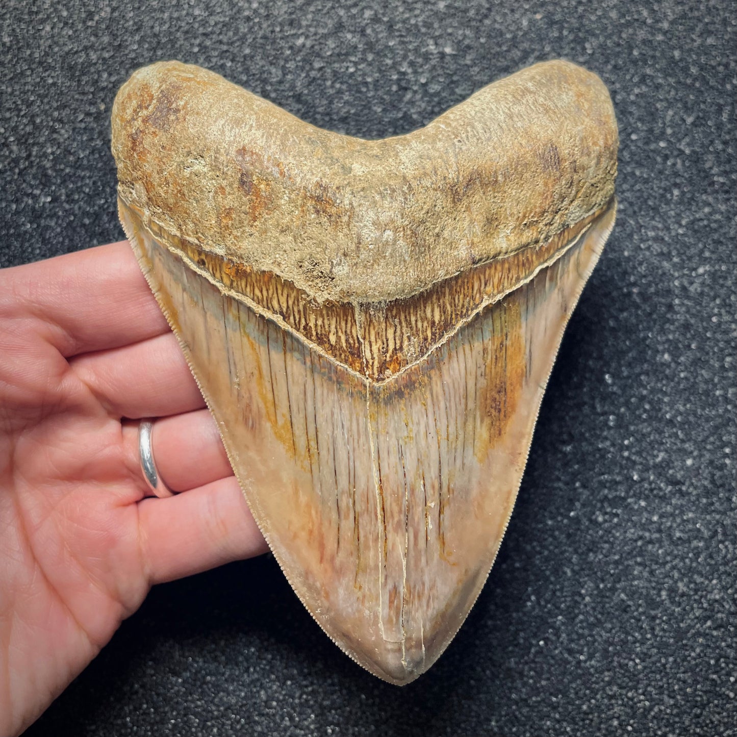 F1727 | Squalo | Otodus megalodon