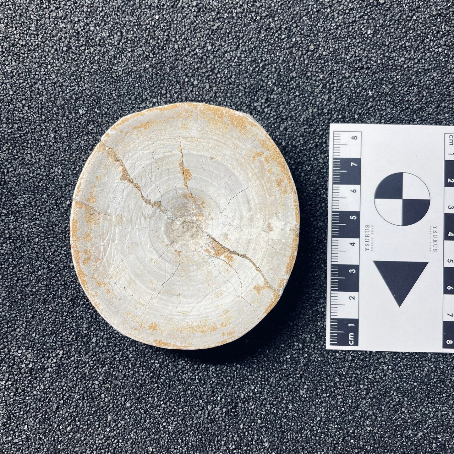 F1835 | Squalo | Selachimorpha indet.