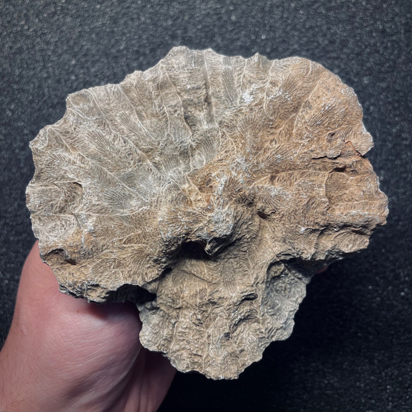 F1678 | Corallo | Hexagonaria sp.