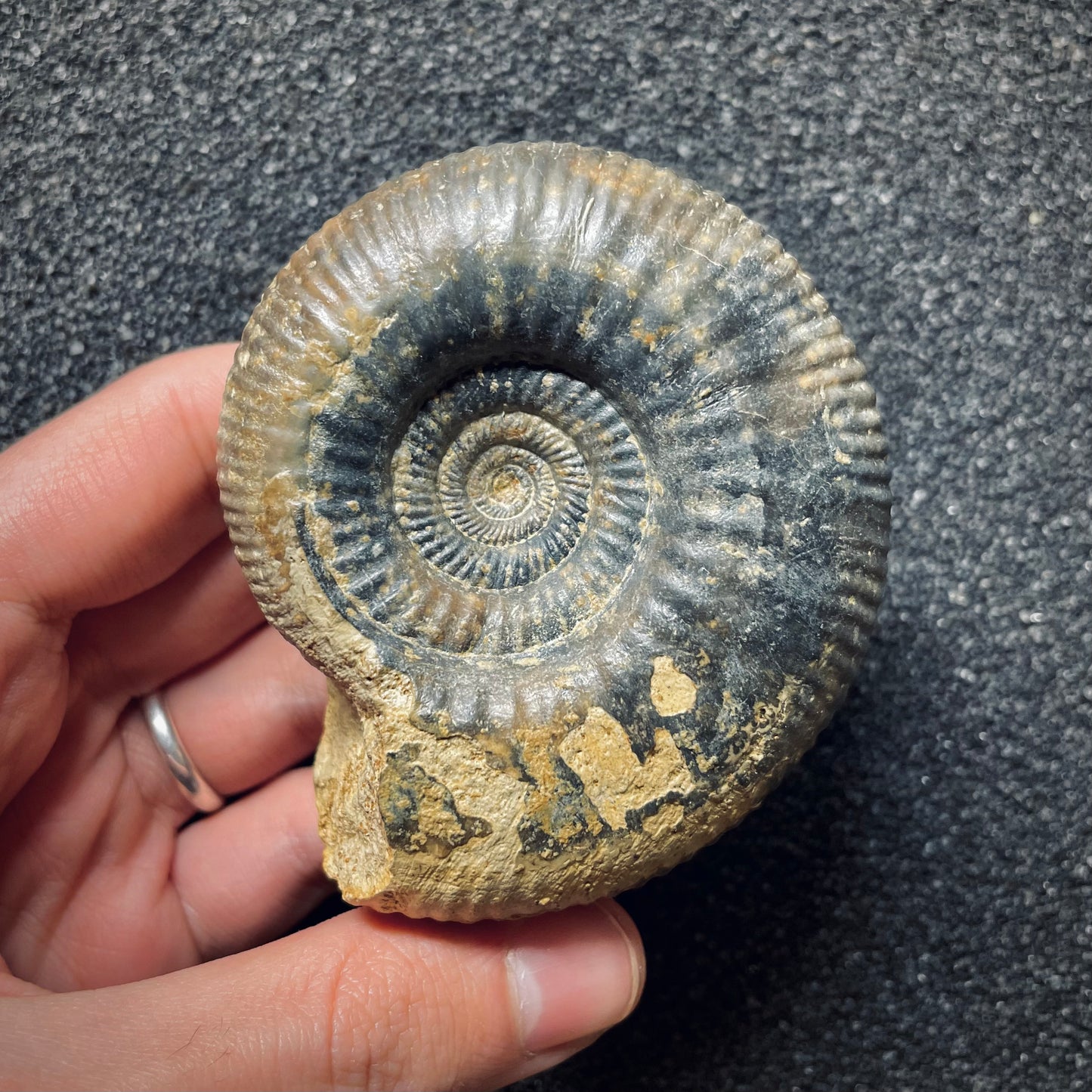 F1415 | Ammonite | Procerites imitator