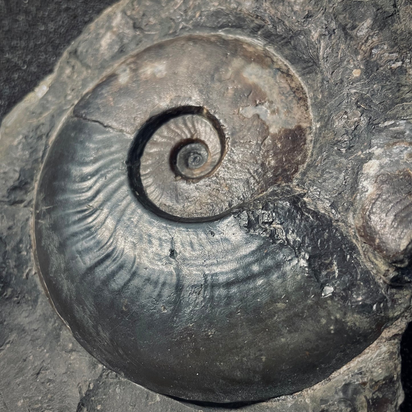 F1983 | Ammonite | Harpoceras sp.