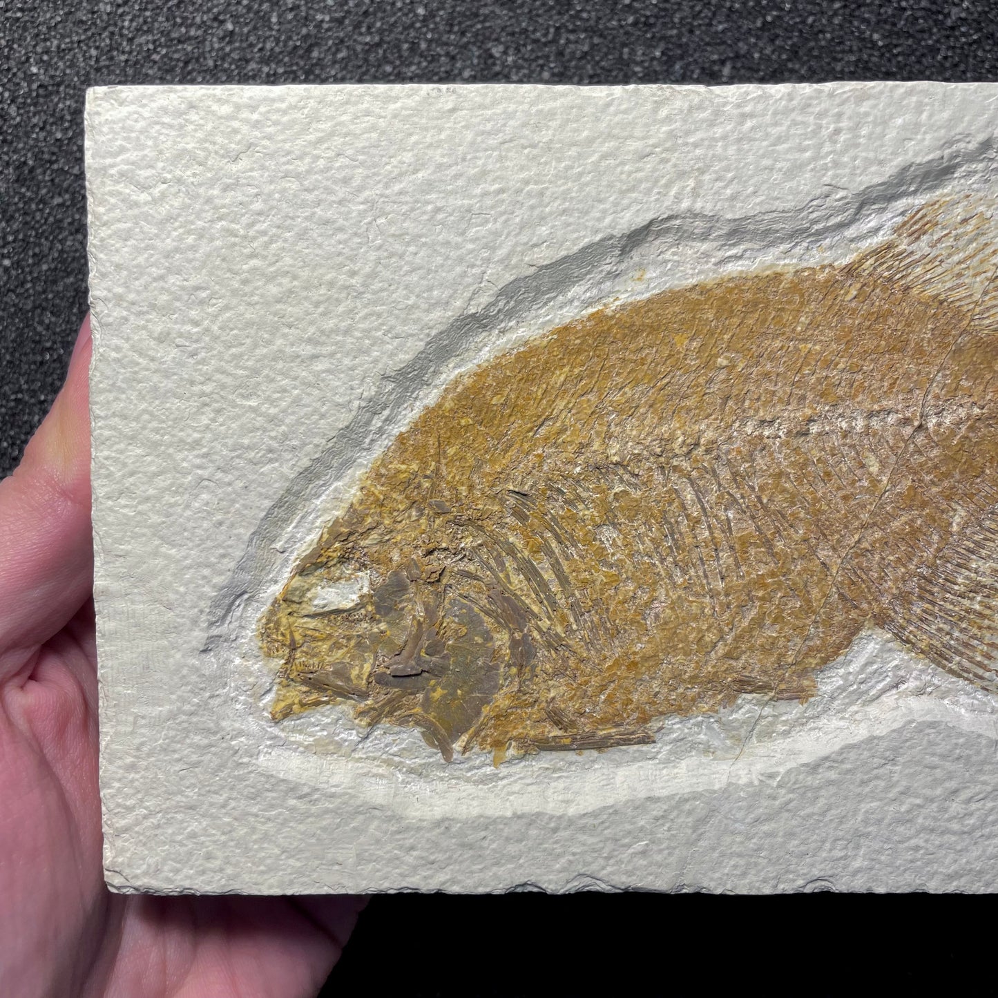 F2064 | Pesce | Phareodus sp.