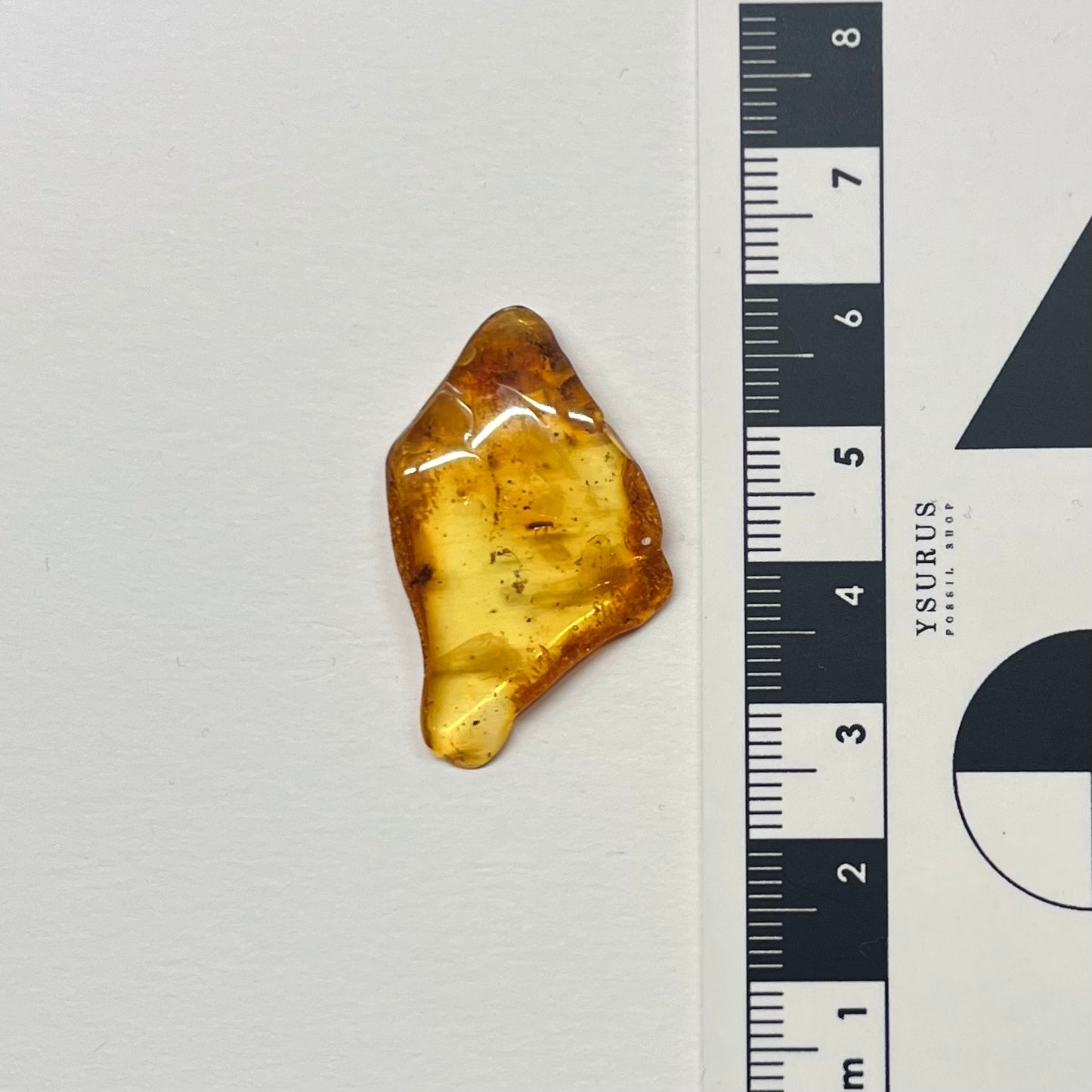 F2847 | Ambra con inclusione | Palaeocnopus sp.