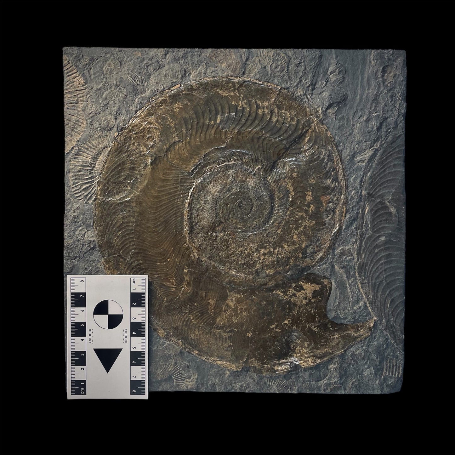 F2176 | Ammonite | Harpoceras falcifer