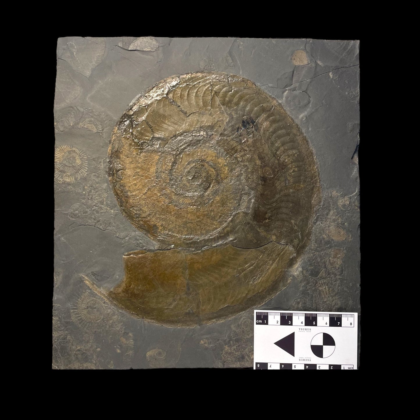 F1473 | Ammonite | Harpoceras falcifer