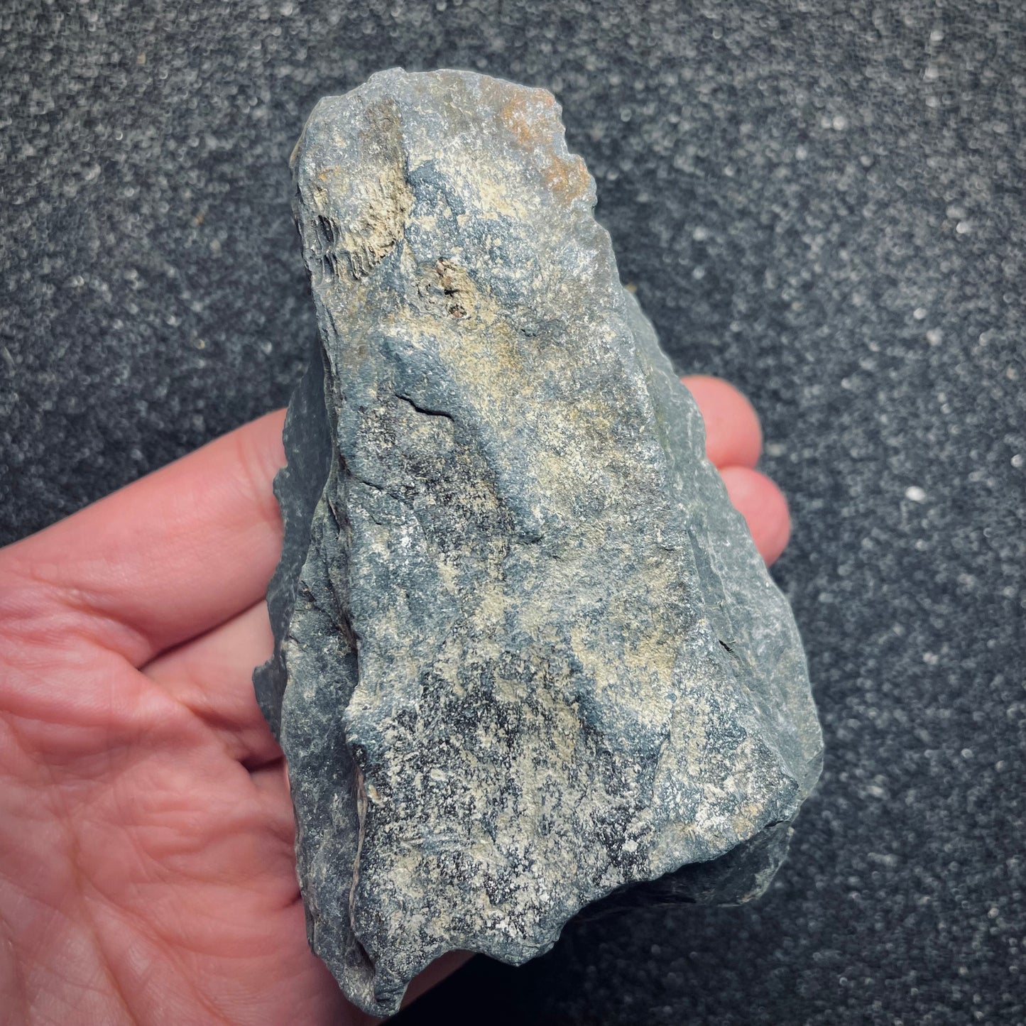 F1597 | Trilobite | Ectillaenus giganteus
