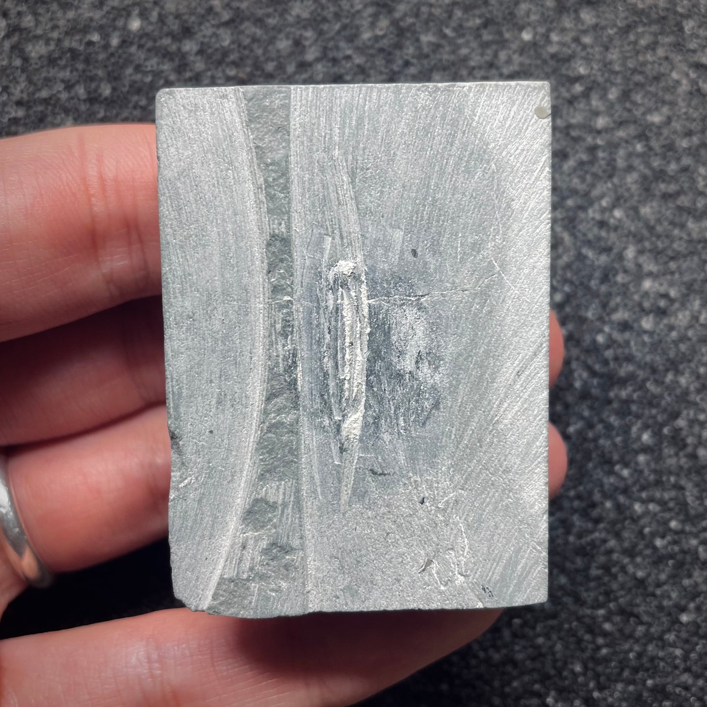 F1287 | Trilobite | Flexicalymene retrorsa