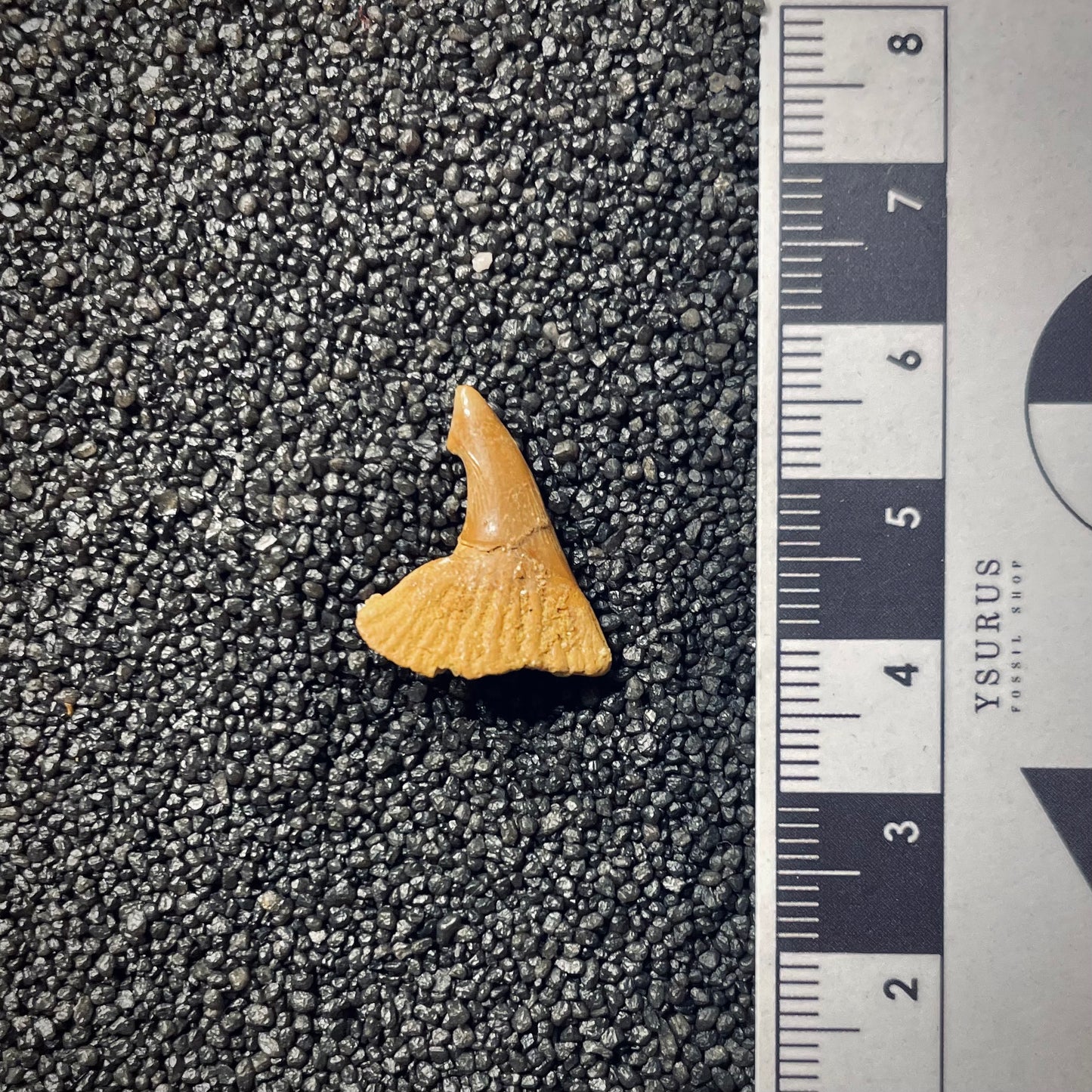 F1702 | Pesce | Onchopristis sp.