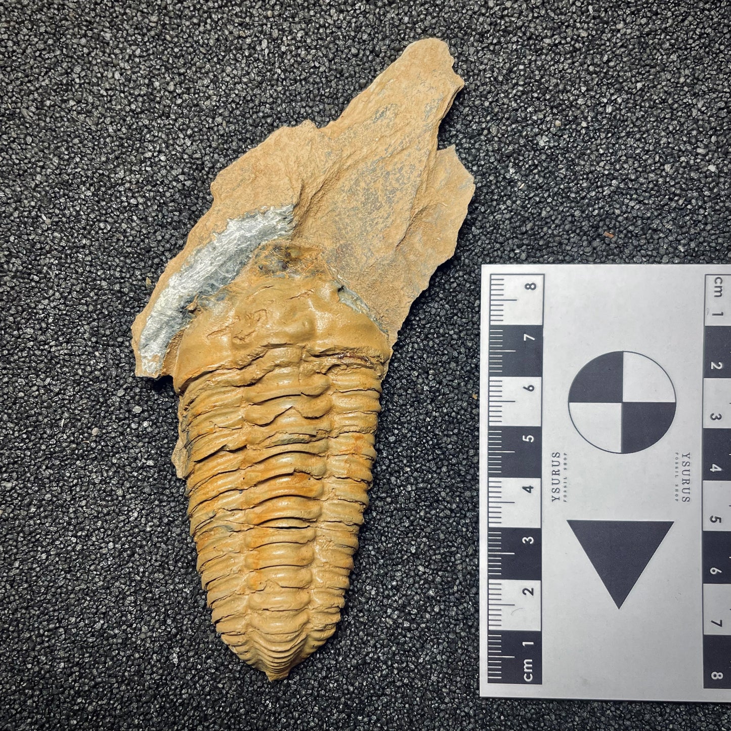 F1592 | Trilobite | Neseuretus tristani