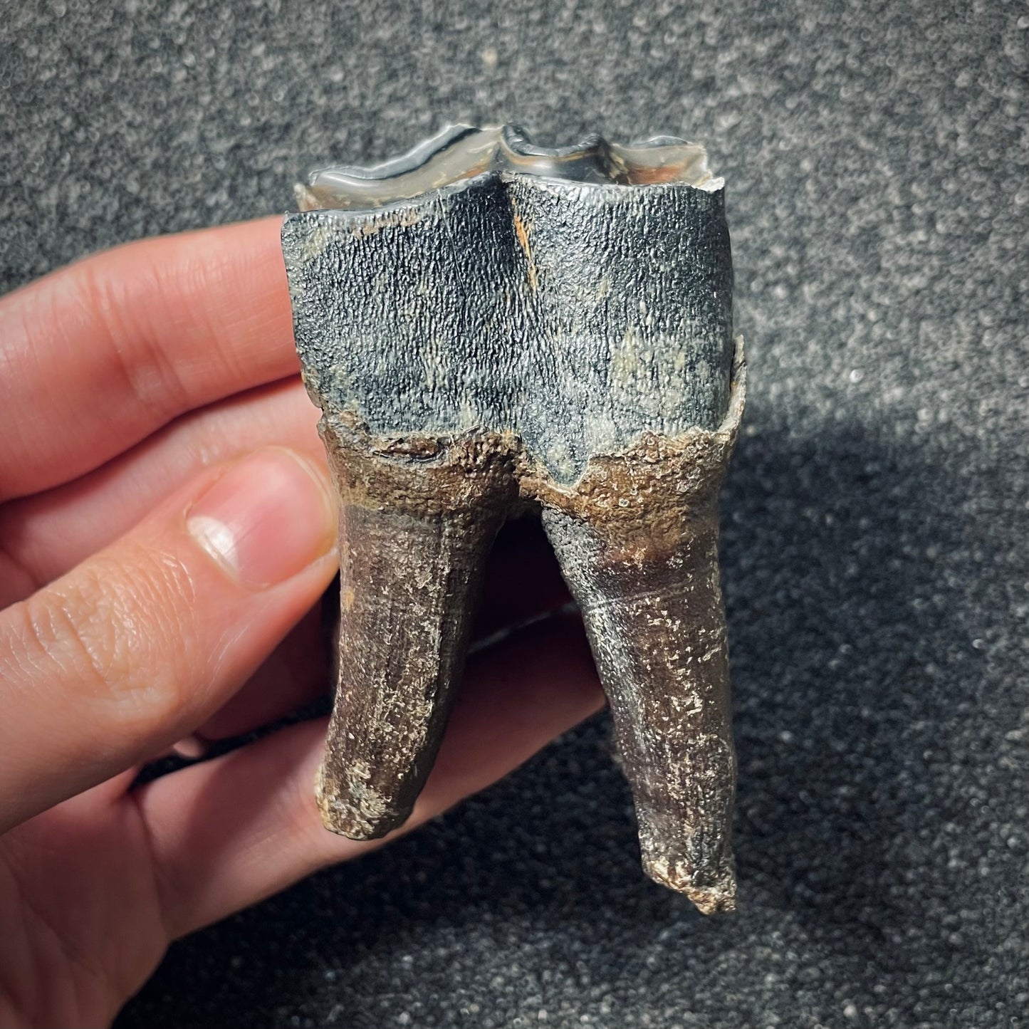 F1652 | Rinoceronte lanoso | Coelodonta sp.