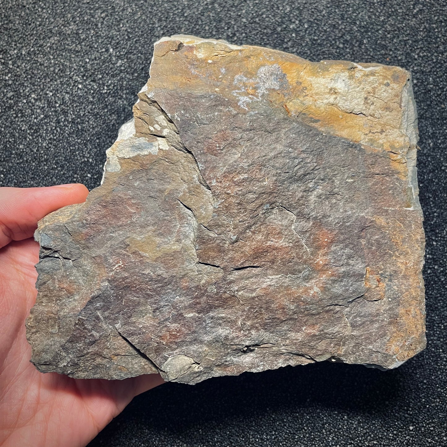 F1579 | Trilobite | Prionocheilus mendax