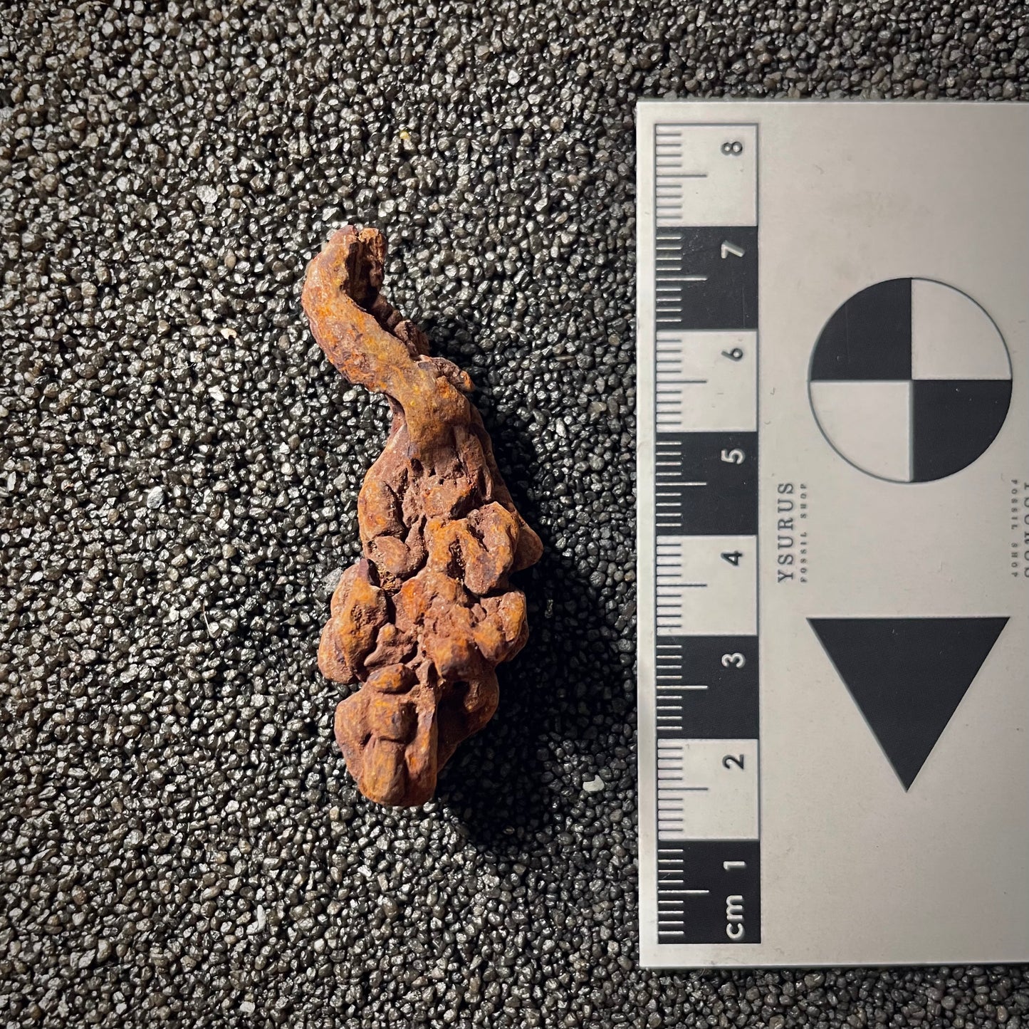 F2070 | Coprolite - Cololite | Testuggine