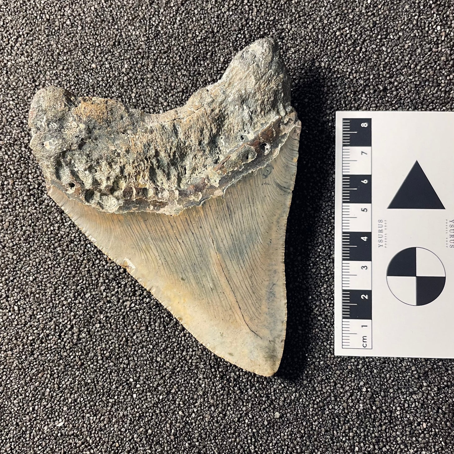 F2363 | Squalo | Otodus megalodon