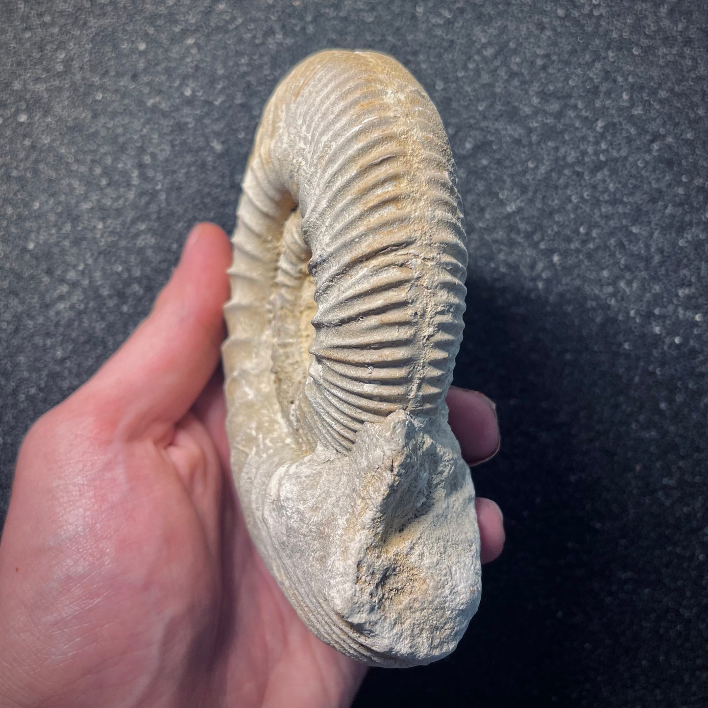 F1951 | Ammonite | Rehmannia sp.