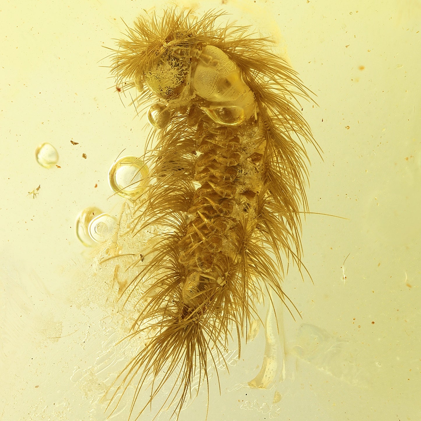 F1747 | Ambra con inclusione | Synxenidae indet.