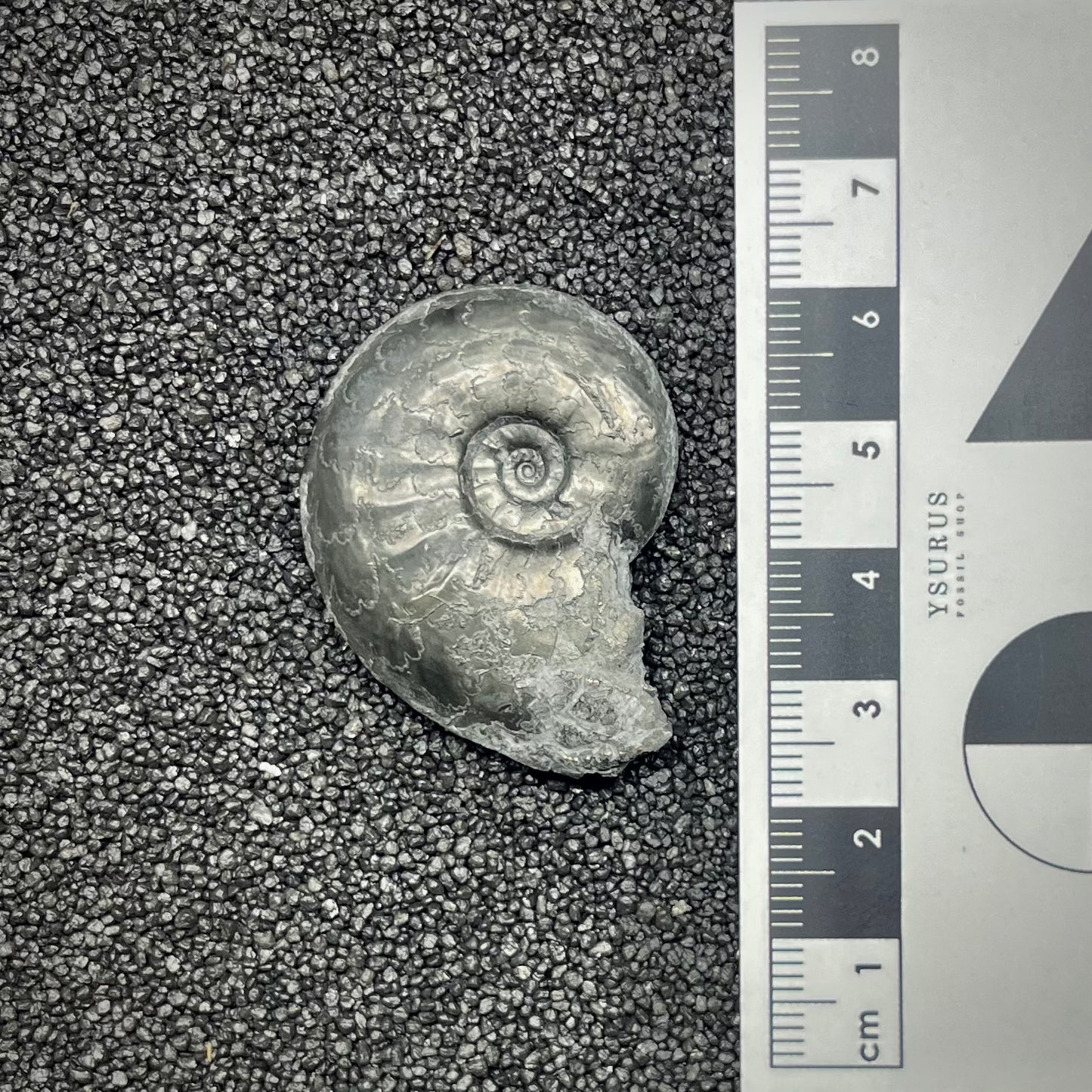 F2887 | Ammonite | Graphoceratidae indet.