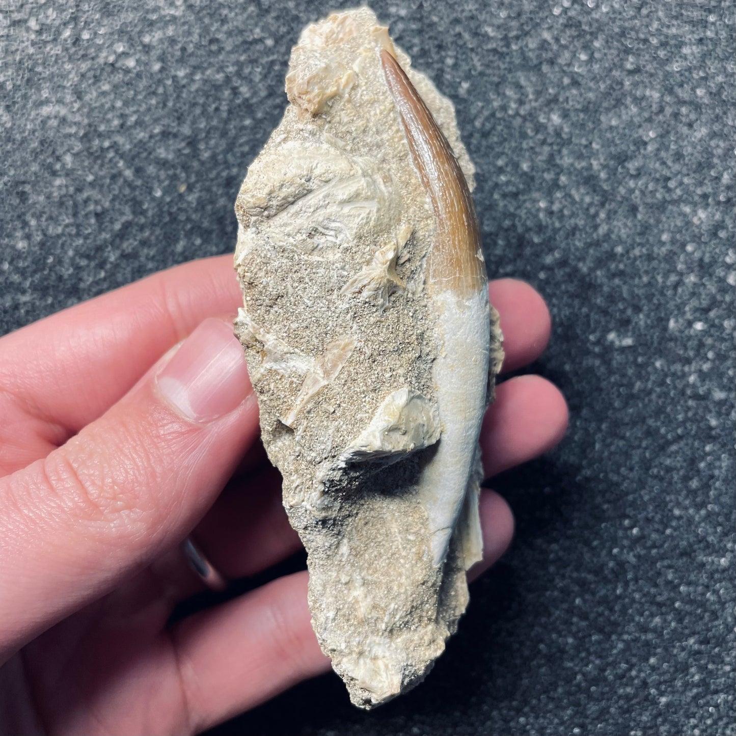 F1831 | RARO | Elasmosauro | Zarafasaura oceanis