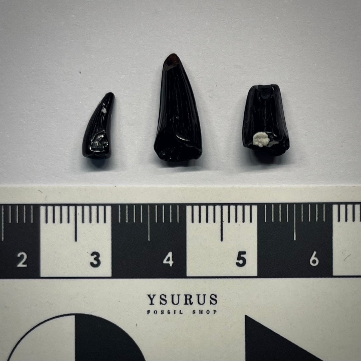 F3057 | 3 pz. | Coccodrillo | Diplocynodon sp.