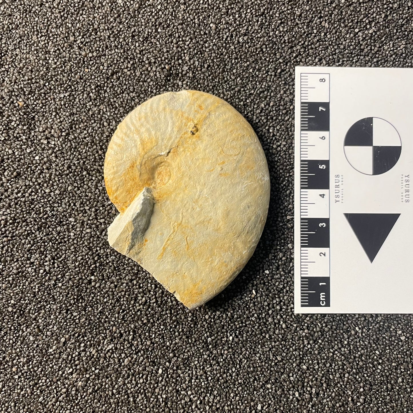 F2527 | Ammonite | Taramelliceras sp.