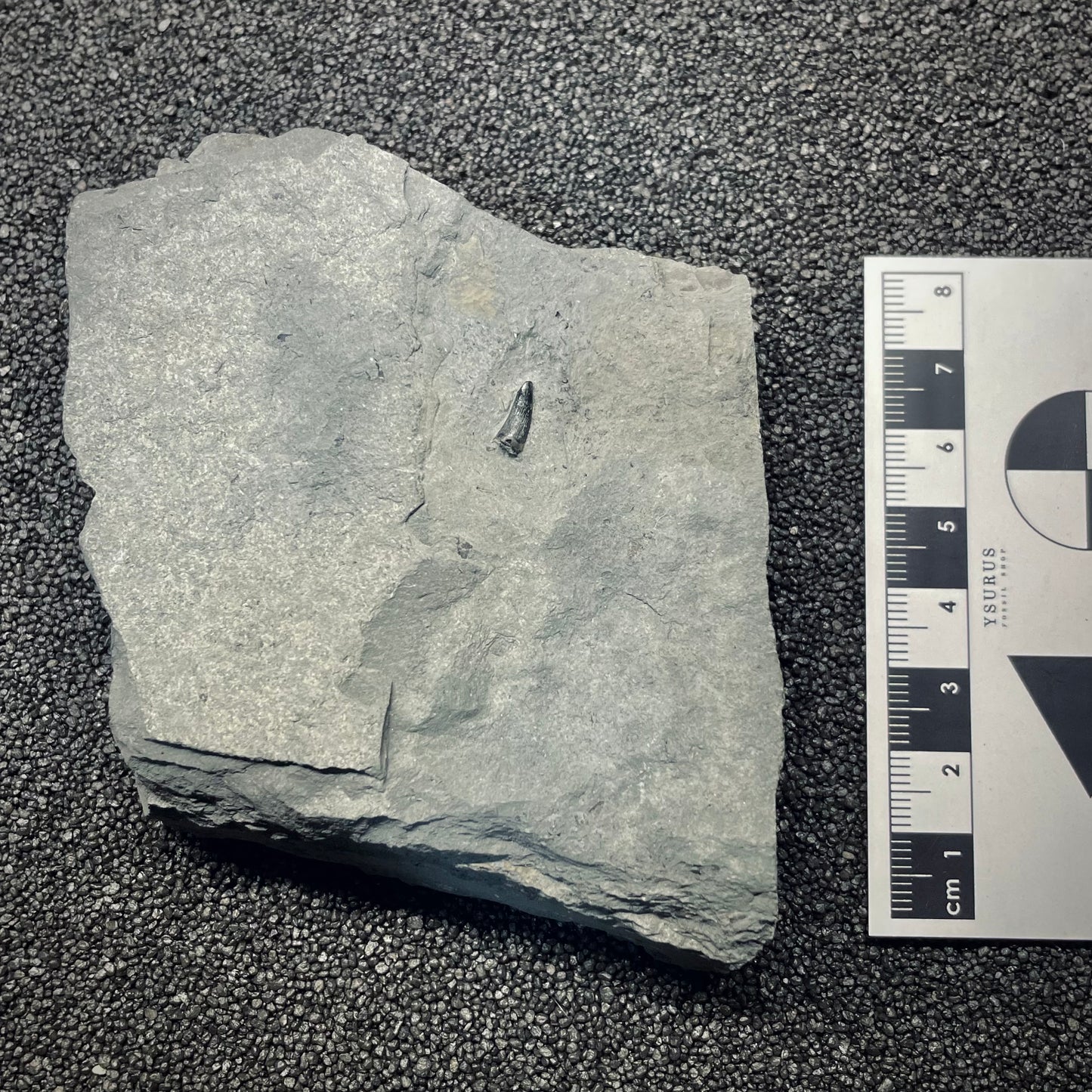 F2683 | Coccodrillo | Steneosaurus sp.