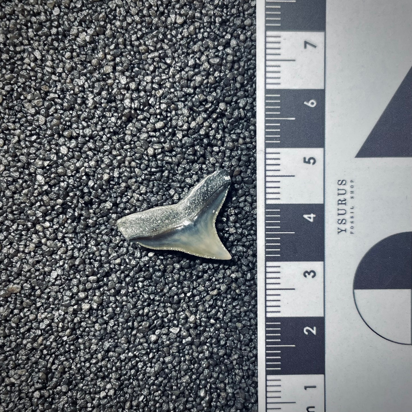 F1855 | Squalo | Carcharhinus sp.