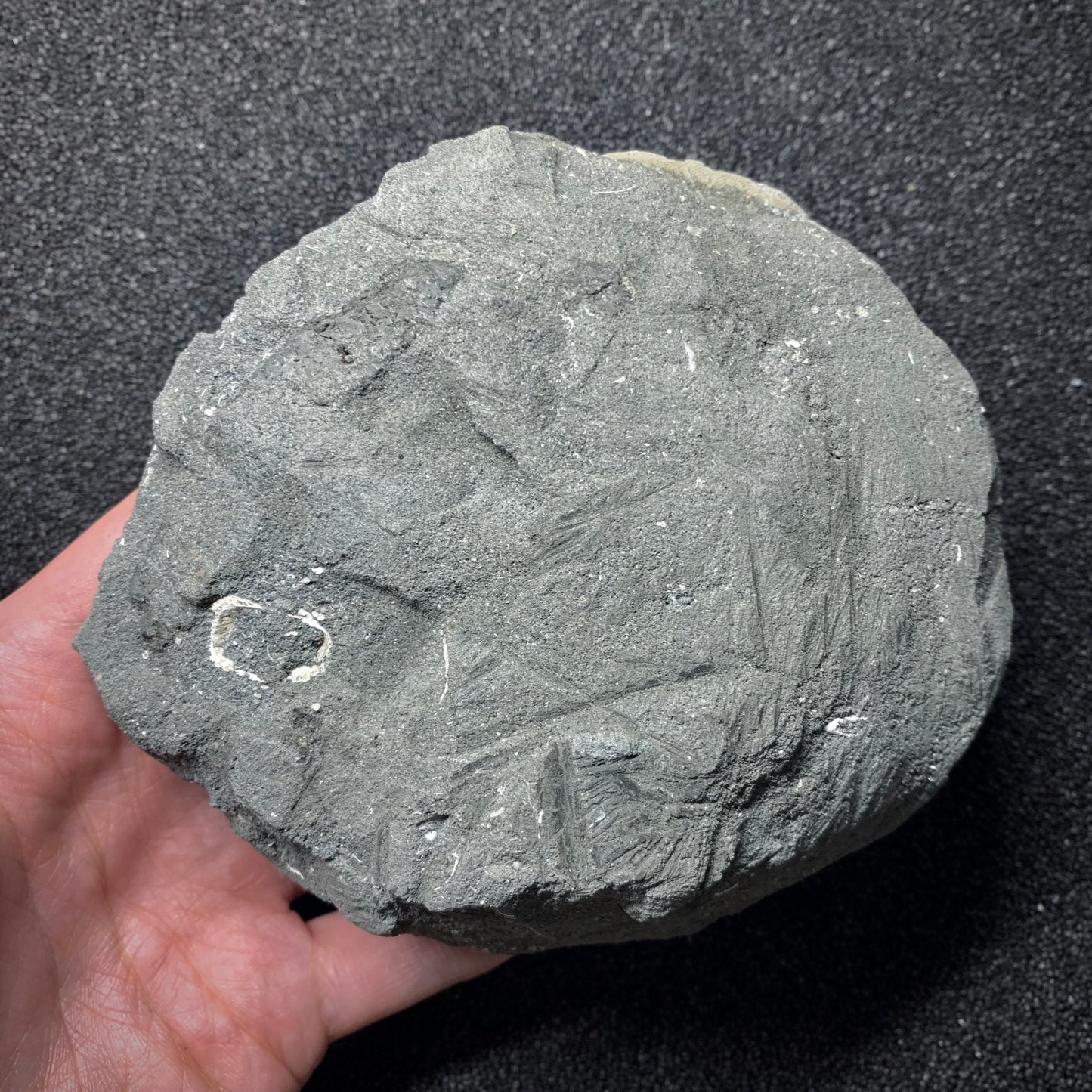F745 | Riccio di mare | Echinodiscus sp.