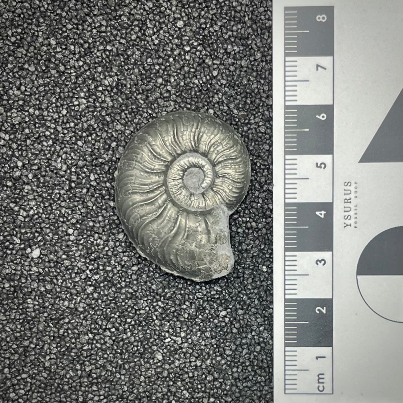 F2883 | Ammonite | Graphoceratidae indet.