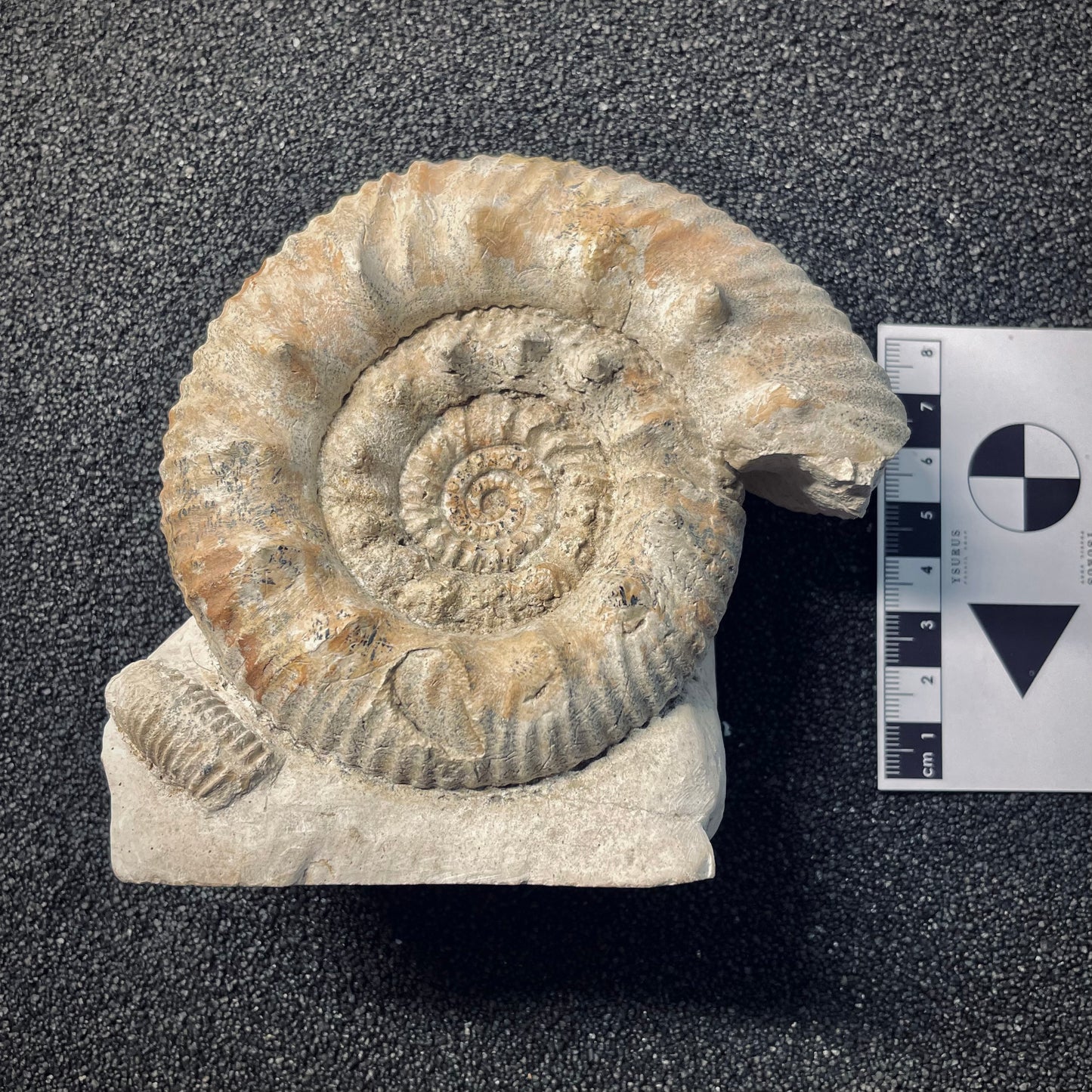 F1970 | Ammonite | Rehmannia sp.