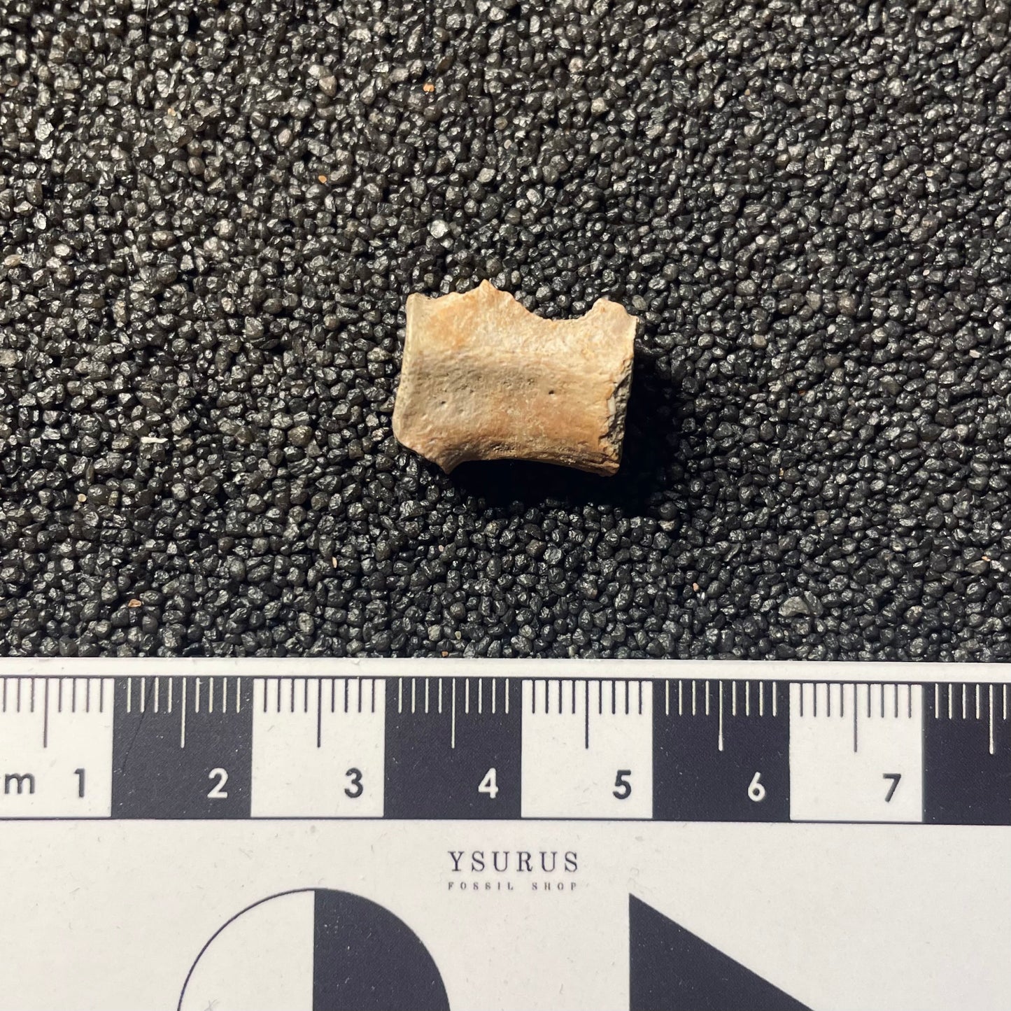 F2107 | Dinosauro | Dromaeosauridae indet.