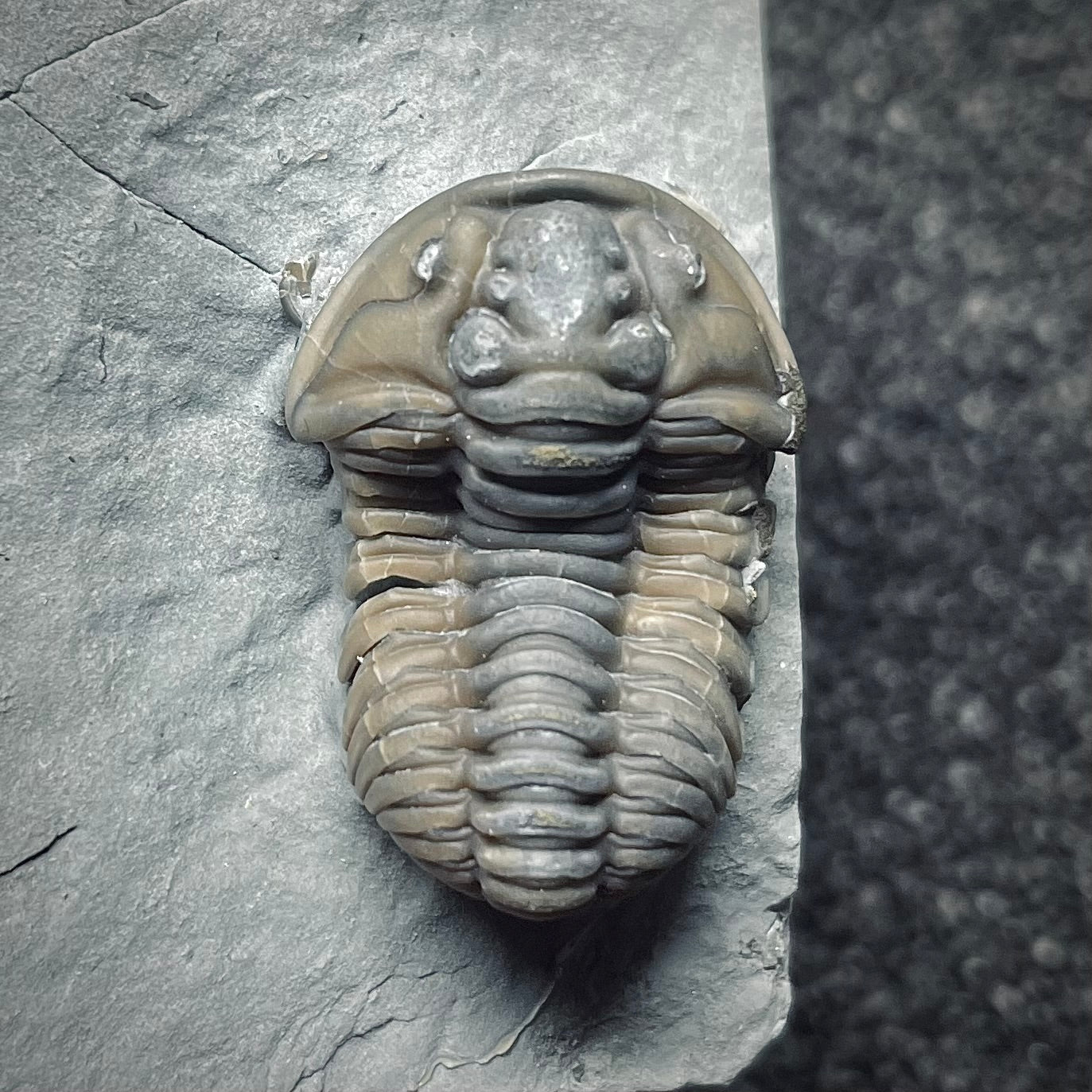F1287 | Trilobite | Flexicalymene retrorsa