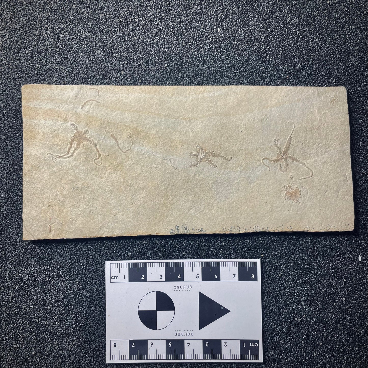 F1927 | Stella marina | Ophiopetra lithographica