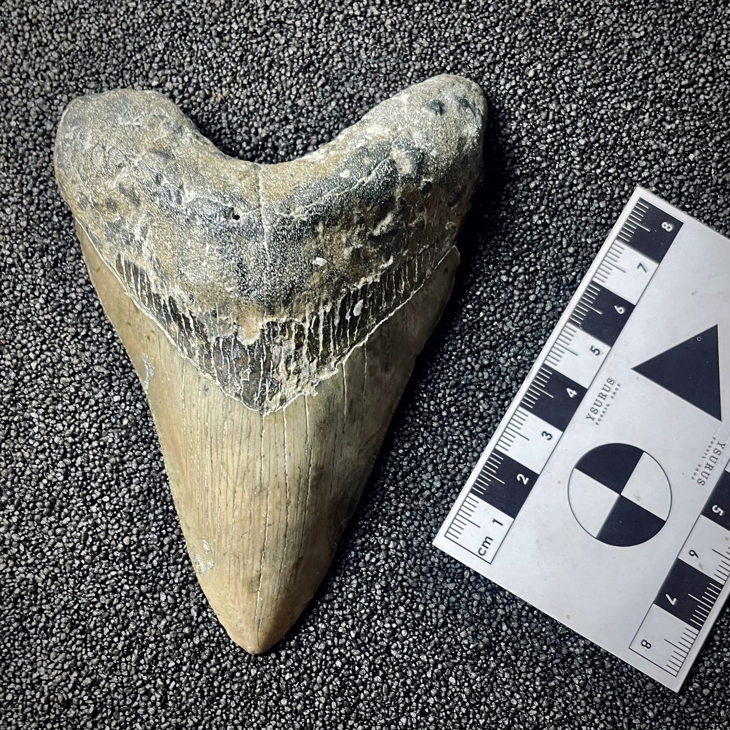 F1997 | Squalo | Otodus megalodon