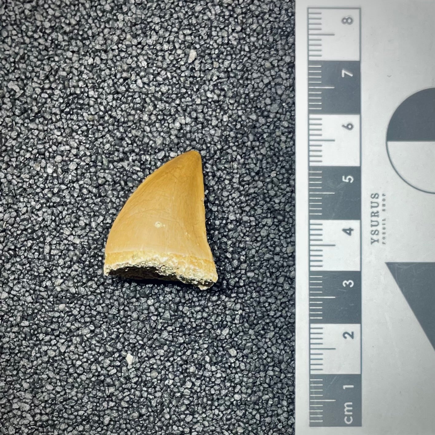 F2686 | Mosasauro | Prognathodon sp.