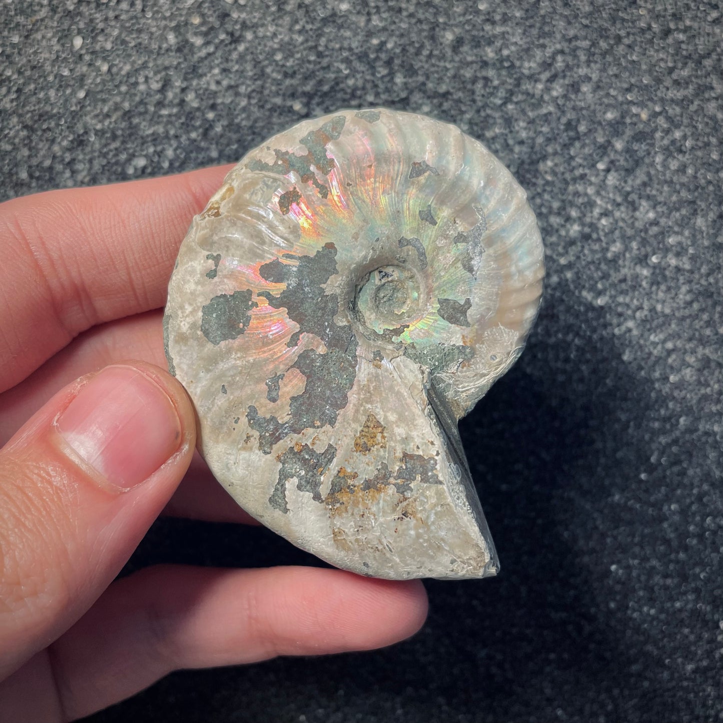 F1871 | Ammonite | Cleoniceras sp.