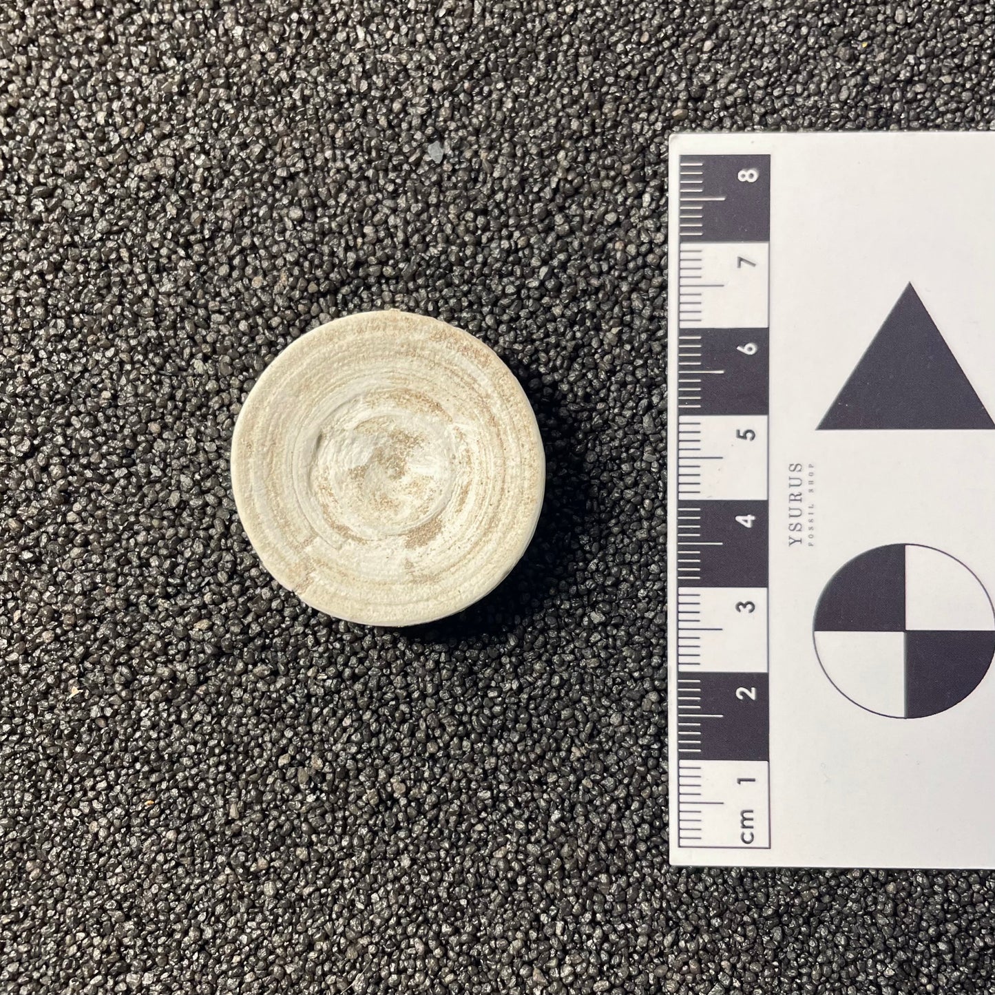 F2208 | Squalo | Selachimorpha indet.