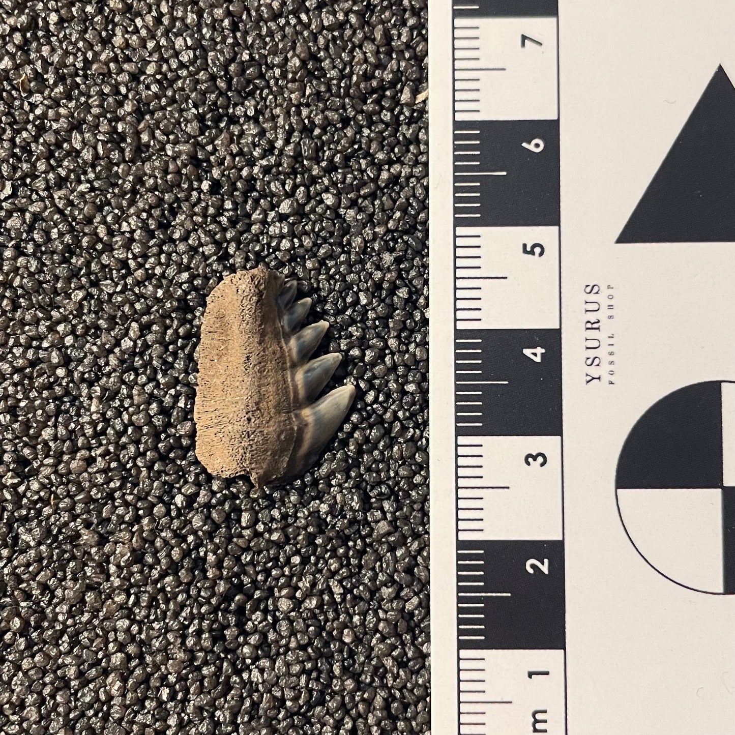 F2353 | Squalo | Notorynchus primigenius