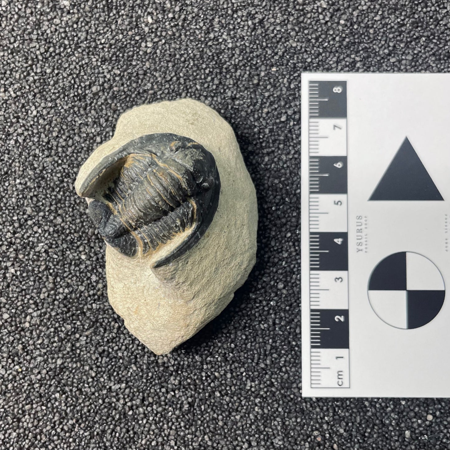 F2588 | Trilobite | Diademaproetus sp.