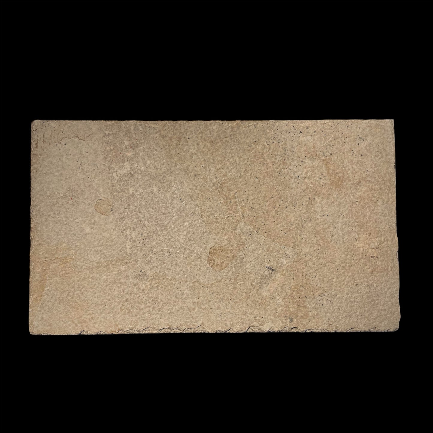 F1961 | Pesce | Diplomystus dentatus