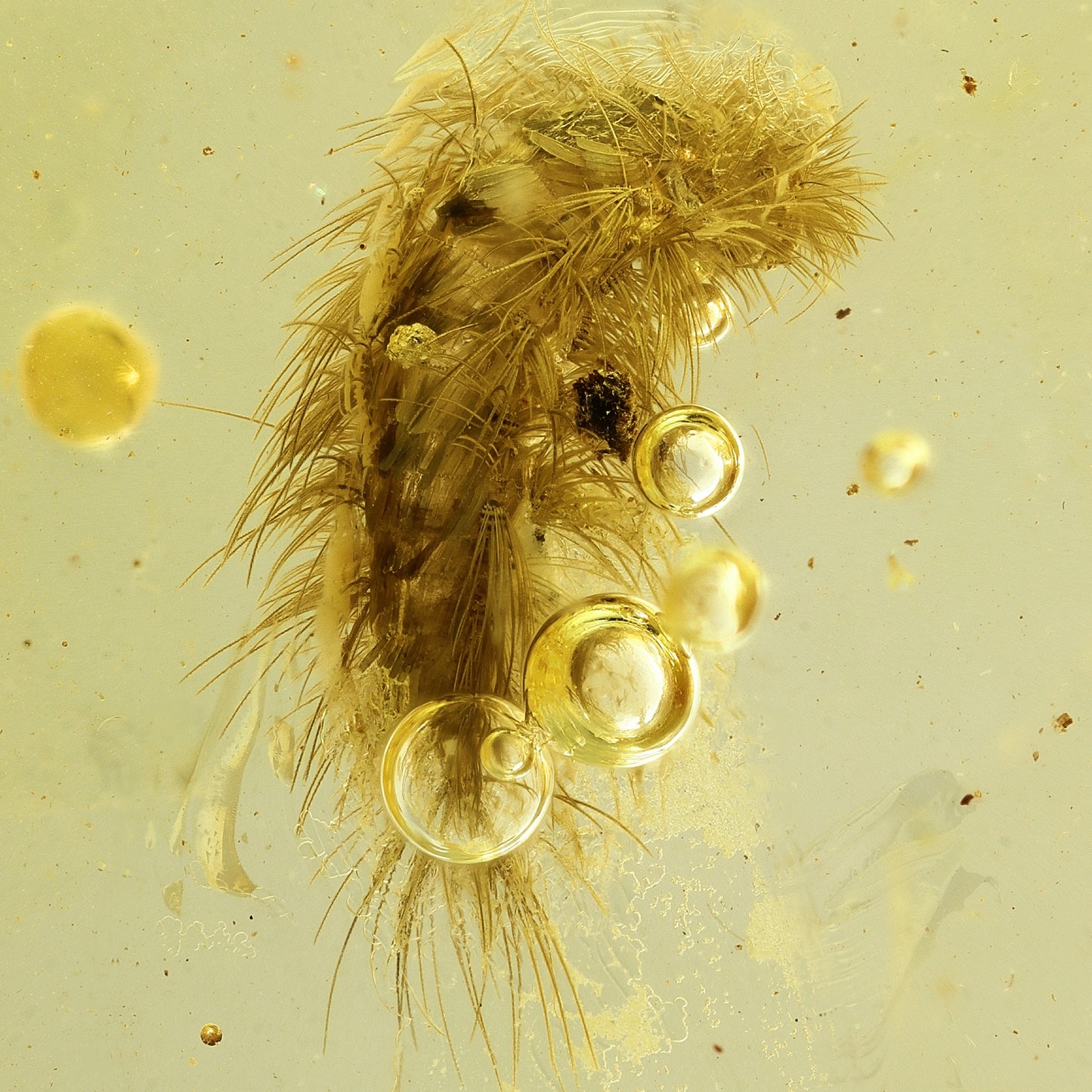 F1747 | Ambra con inclusione | Synxenidae indet.