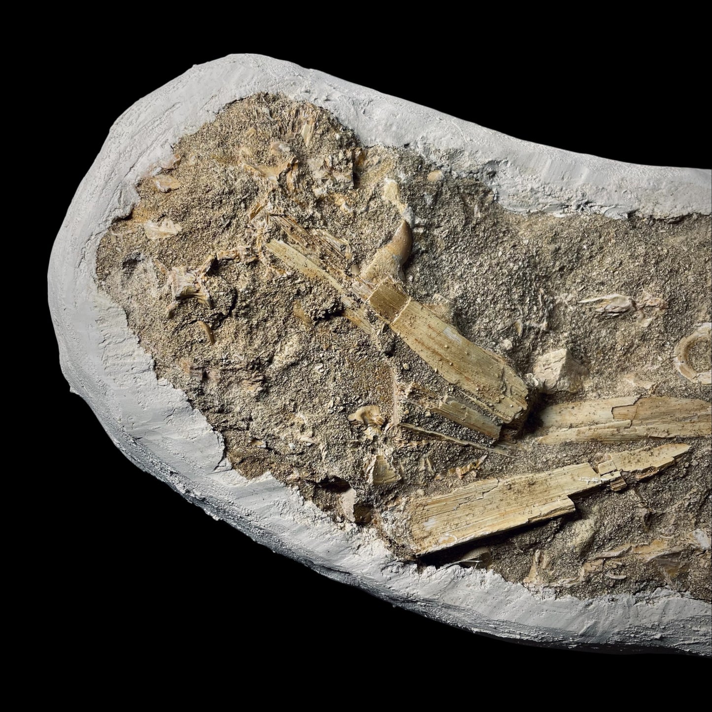 FNP22 | Fossile da preparare | Mosasauro | Mosasauridae indet.