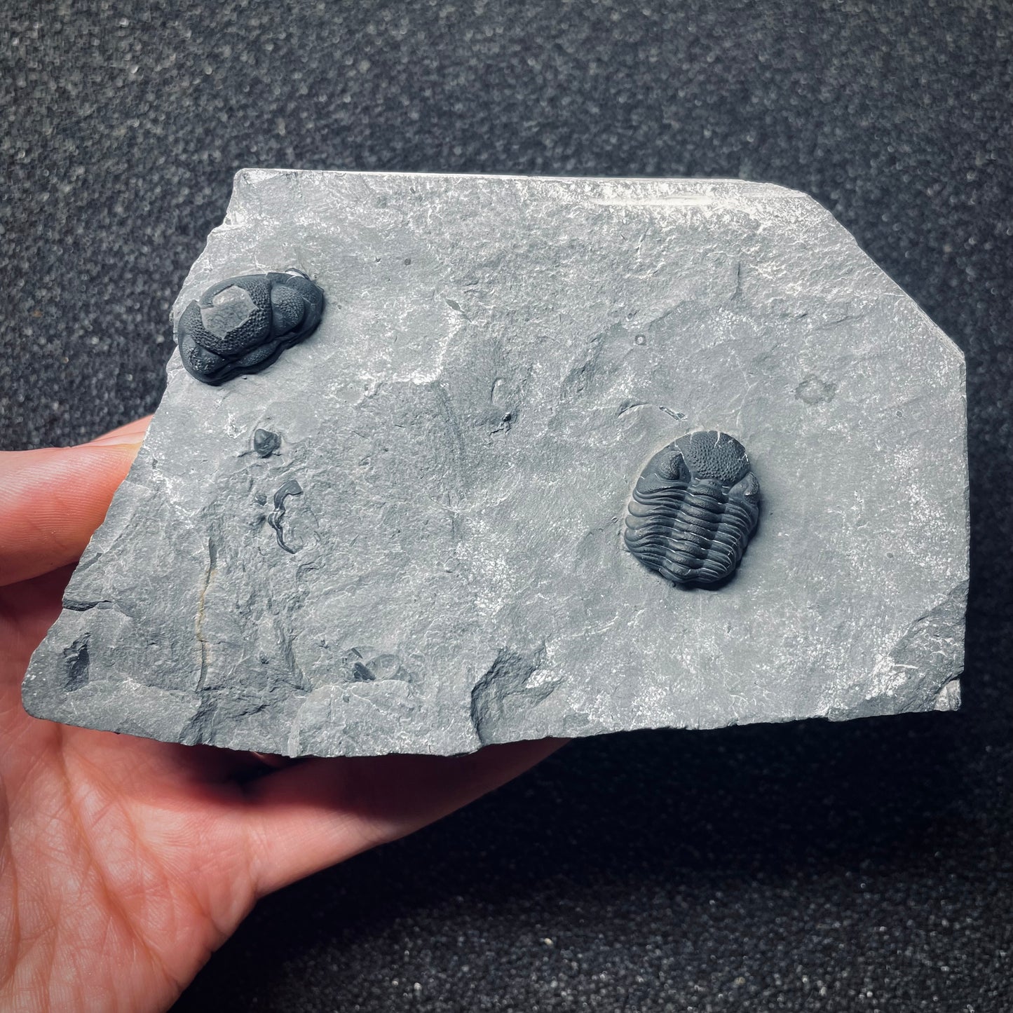 F1299 | Trilobite | Eldredgeops rana