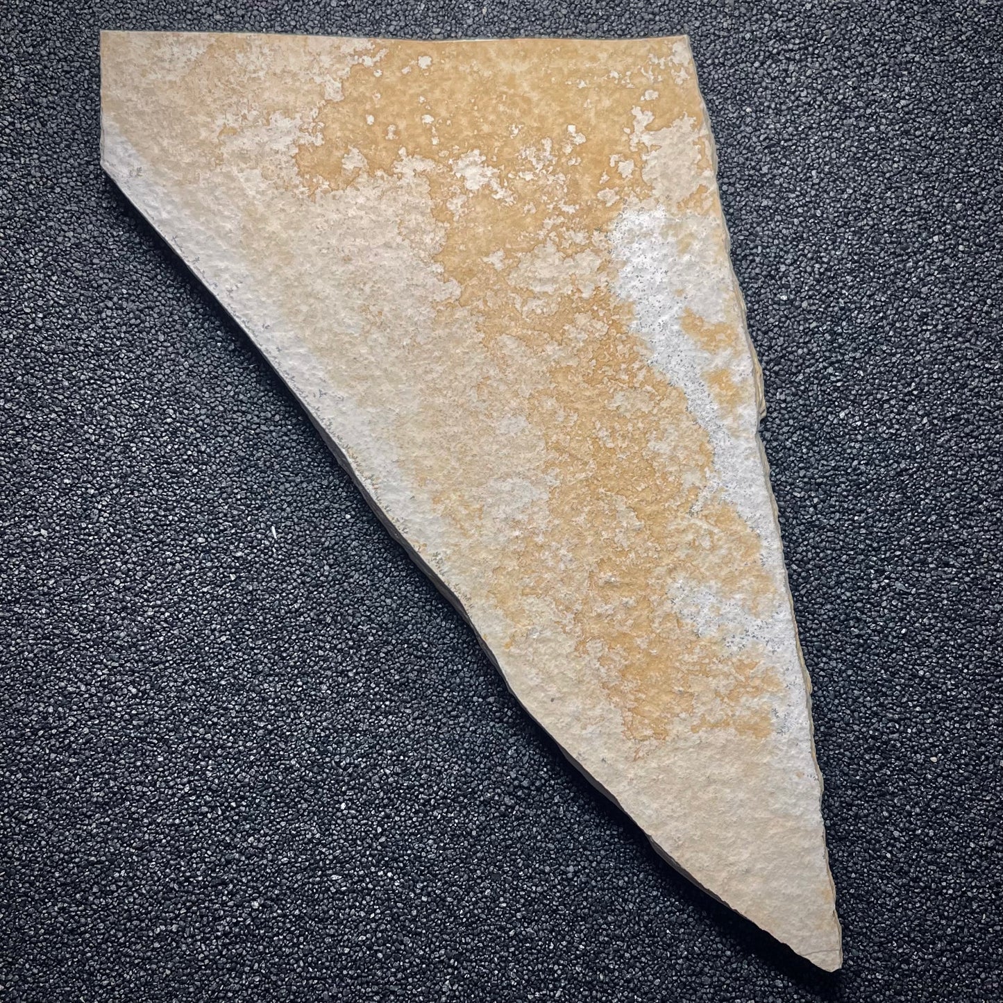 F1716 | Glifeide | Mecochirus longimanus