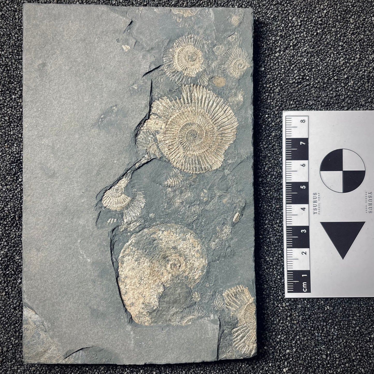 FNP20 | Fossile da preparare | Ammonite | Dactylioceras commune & Harpoceras falcifer