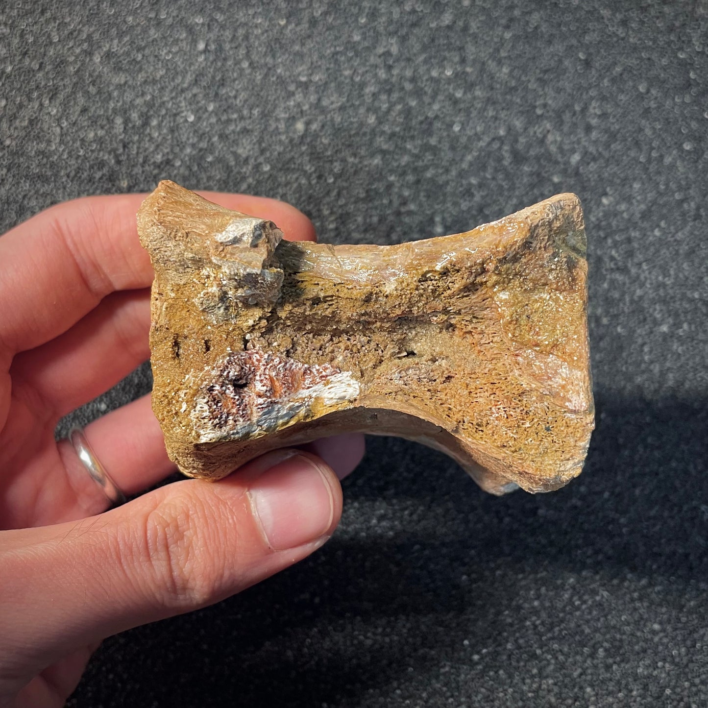 F2037 | Dinosauro | Theropoda indet.