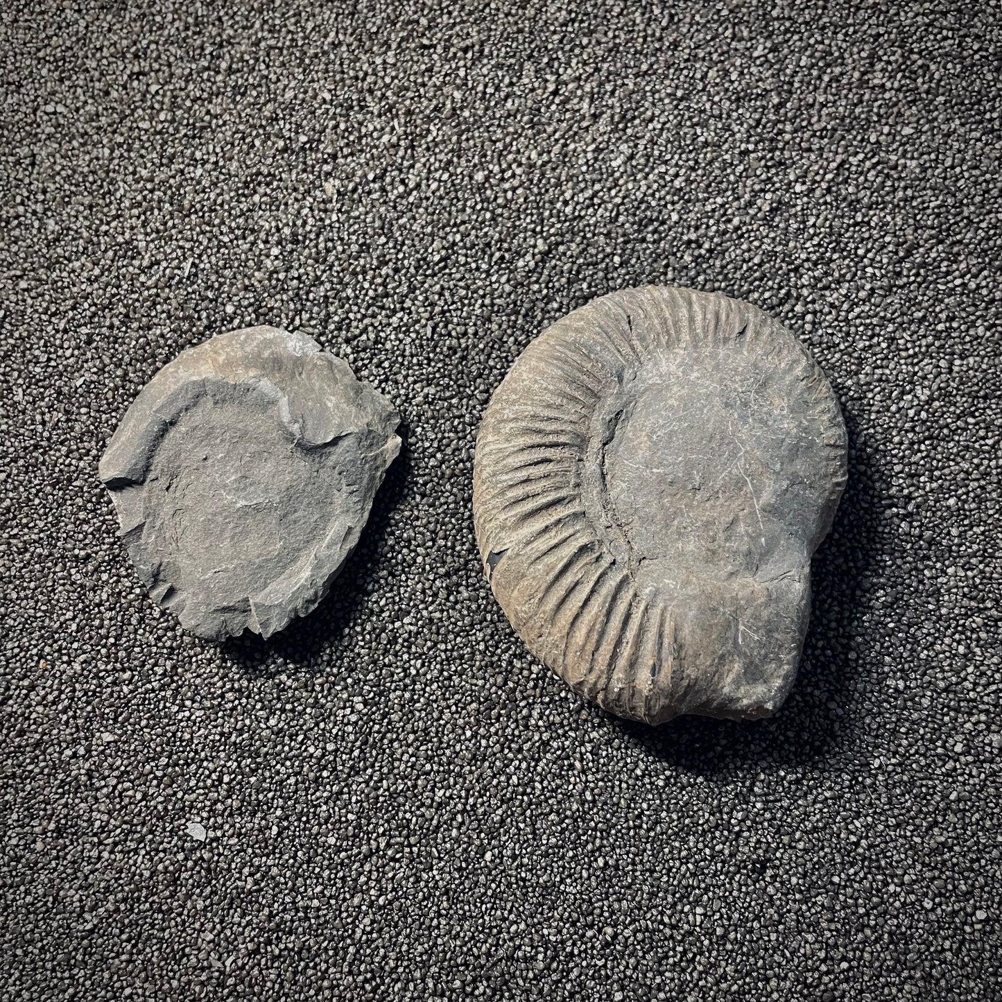 F2023 | Ammonite | Perisphinctidae indet.