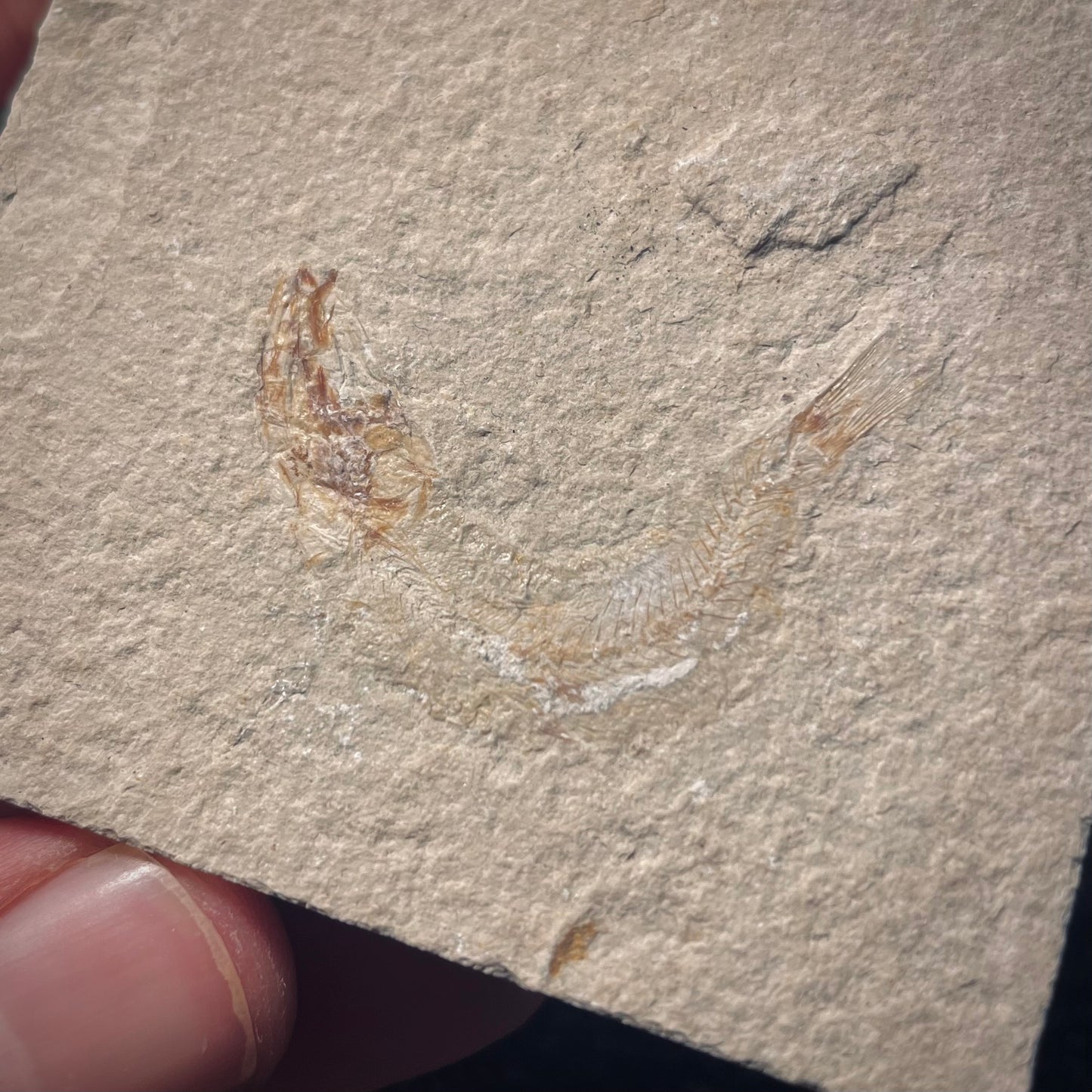 F1969 | Pesce | Davichthys sp.