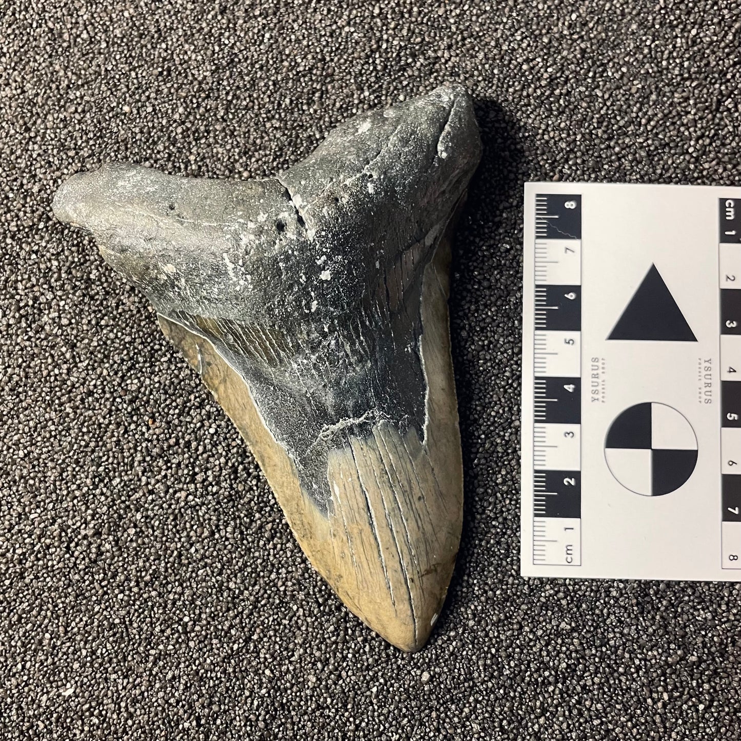 F2364 | Squalo | Otodus megalodon