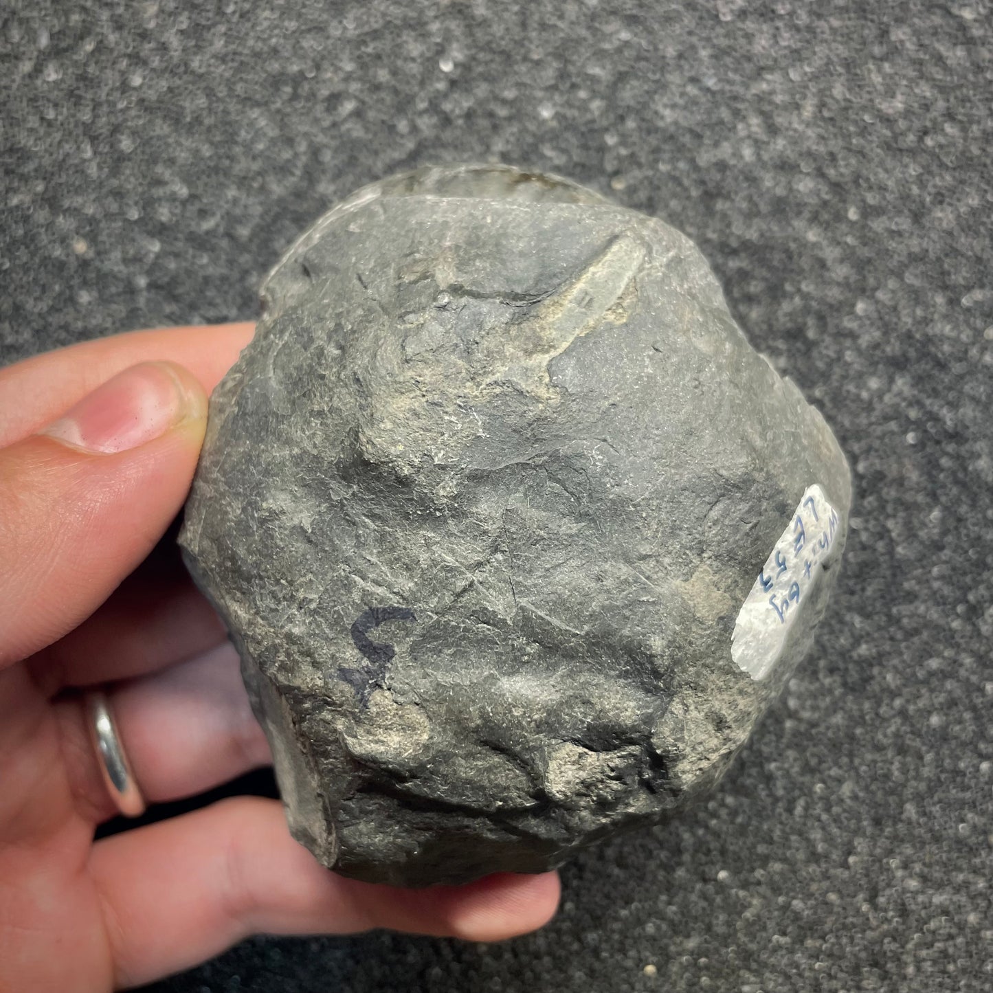 F2816 | Ammonite | Harpoceras sp.